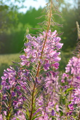 purple flowers in the garden