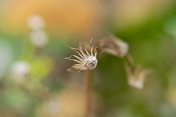 Senecio vulgaris dry plant closeup on color background