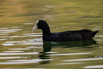 Drifting coot