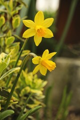 Blooming daffodils flowers in the garden in spring