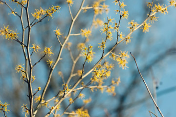 blue sky and yellow vernal witch hazel flowers. hamamelis virginiana.