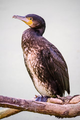 Great Black Cormorant (Phalacrocorax carbo)