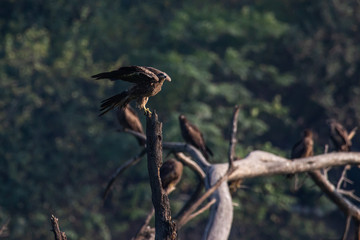 Black Kites