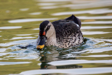 Indian Spot Billed Ducks