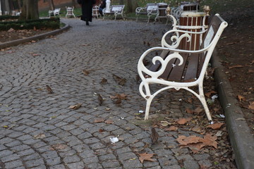 bench and sparrows