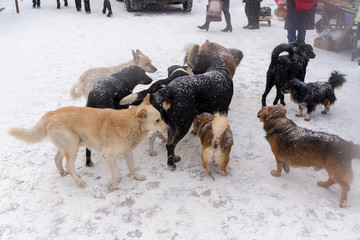 Naklejka premium A flock of stray dogs are on the fair in winter