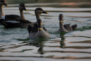 Indian Spot Billed Ducks