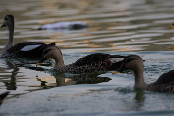 Indian Spot Billed Ducks