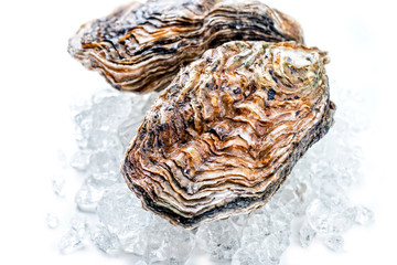 Fresh rock oyster offered as closeup on crushed ice with copy space