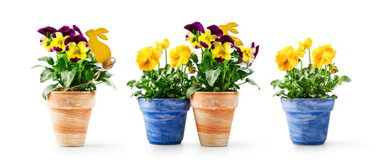 Pansy flowers and easter bunny in flowerpot set