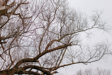 Dry branches of trees without leaves, park in the winter without snow