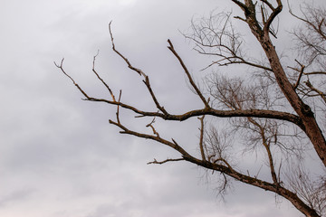 Dry branches of trees without leaves, park in the winter without snow