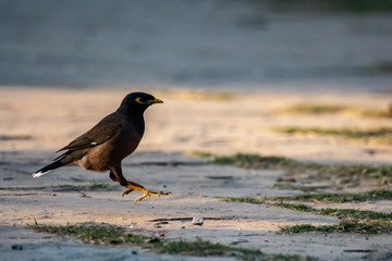 Common Mayna