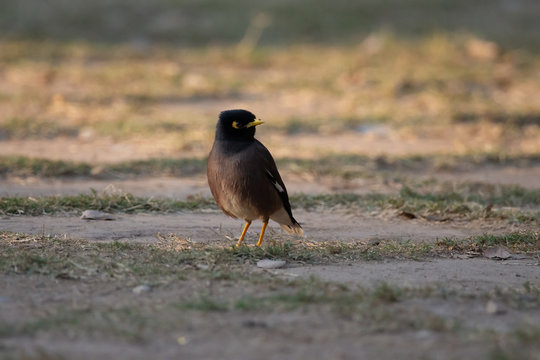 Common Mayna
