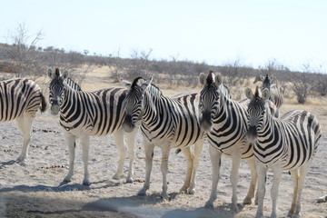 Fototapeta na wymiar Zebras in einer Reihe