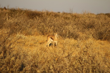kleine Antilope