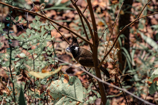 Bulbul