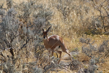 kleine Antilope