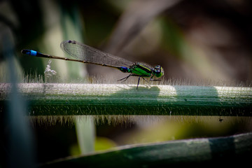 Damselfly 