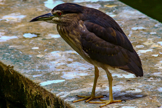 Heron