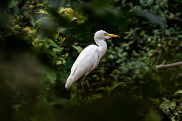 Egret