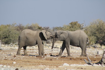 Kampf zwischen zwei Elefanten