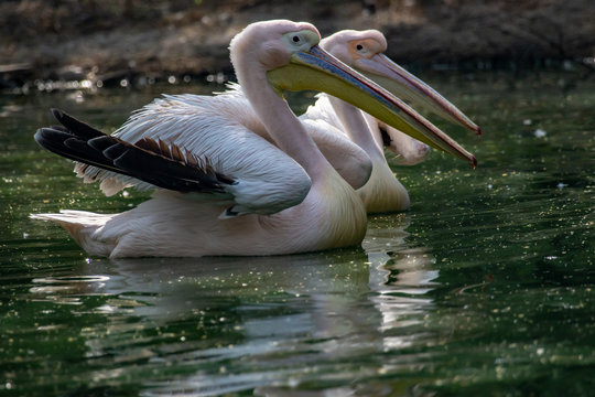 pelicans in zoo