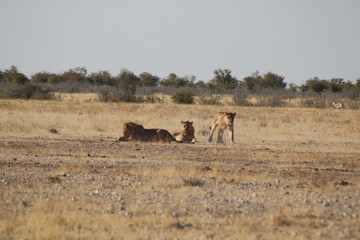 Fototapeta na wymiar drei Löwen
