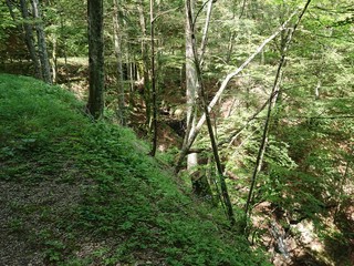 Parco delle foreste casentinesi
