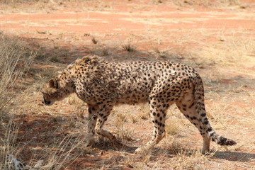 Gepard im stehen  © Boris