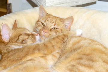 2 rote Katzen liegen im Körbchen und schmusen © OFC Pictures