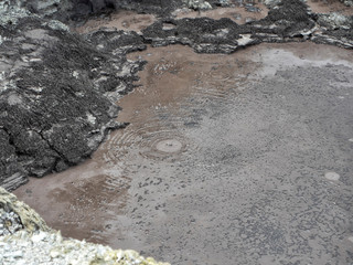 Waiotapu Thermal Wonderland boiling mud - New Zealand