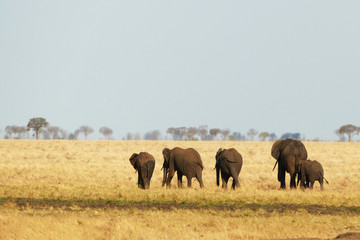 Elefantenherde in der Serengeti