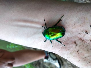 green bug on leaf