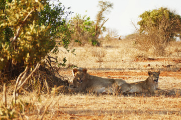 Löwen in der Serengeti