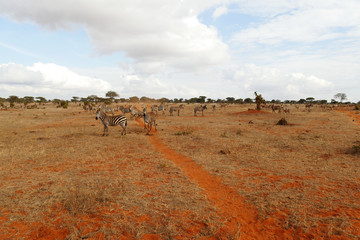 Serengeti Nationalpark