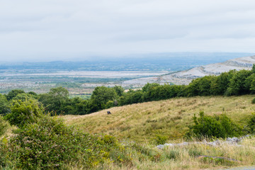 Obraz premium Bull on Meadow Burren Ireland Bulle auf Weide Irland