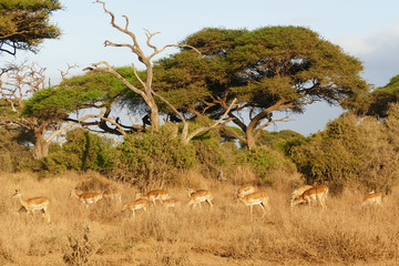Serengeti