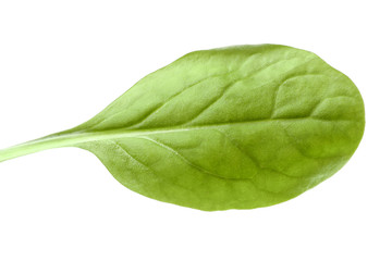 Elegant fresh spinach leaf