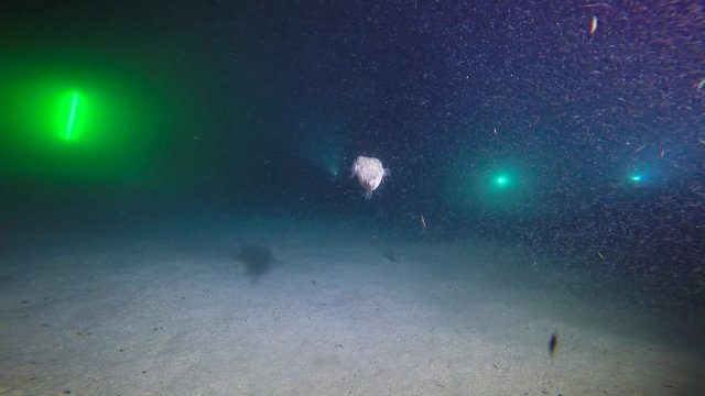  Mexico. Sea of Cortez.Exciting night diving with flocks of sea rays mobula.