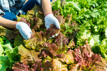 Naklejka premium Farmers are checking the quality of green oak vegetables.
