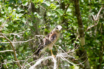 Falke, Habicht in den Everglades in Florida USA
