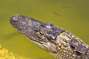 Alligator in den Everglades in Florida
