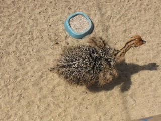 a little ostrich pullen with a feed bowl at an ostrich farm