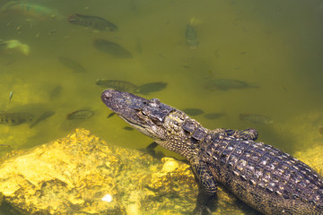 Alligator in den Everglades in Florida
