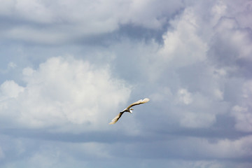 Storch in den Everglades in Florida