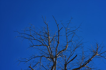 tree in the sky