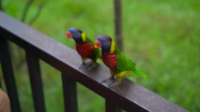 Super slowmotion shot of a mother and son in a bird park feed a group of green and red parrots with a milk