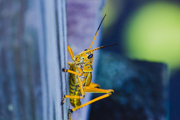 Heuschrecke in den Everglades in Florida