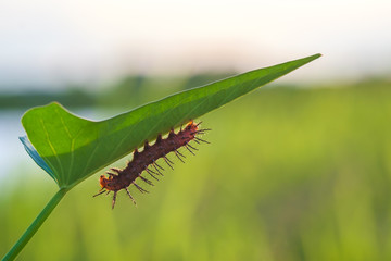 Worm under leaf